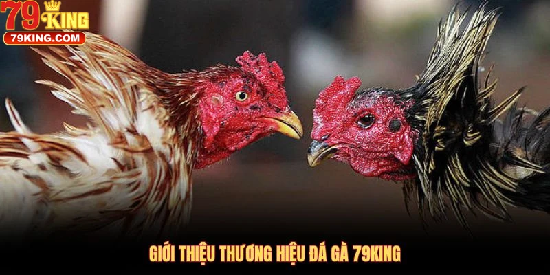 Khám Phá Đá Gà 79king Nền Tảng Cá Cược Đỉnh Cao