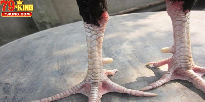 Đặc Điểm Nhận Dạng Và Phân Loại