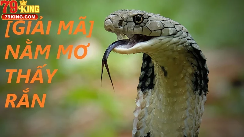 Những Con Số Gắn Liền Với Các Tình Huống Mơ Thấy Rắn Và Cách Áp Dụng