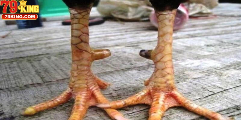 Chiến Lược Cá Cược Dựa Trên Vảy Gà Huyền Trâm