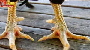 Định Nghĩa Và Nguồn Gốc Vảy Gà Huyền Trâm