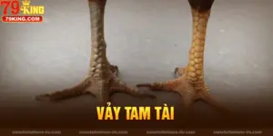 Ý Nghĩa Và Đặc Điểm Của Vảy Gà Tam Tài