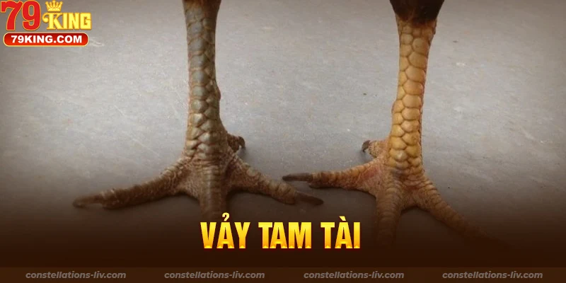 Ý Nghĩa Và Đặc Điểm Của Vảy Gà Tam Tài