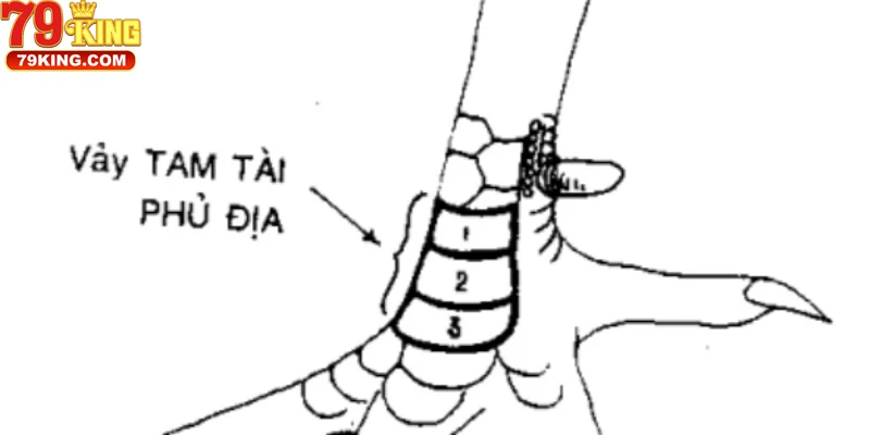 Truy Cập Thông Tin Đáng Tin Cậy Về Vảy Gà Tam Tài Tại 79king
